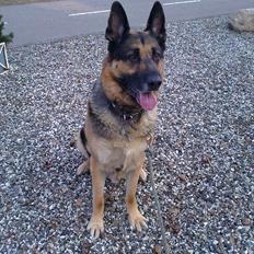 Schæferhund King (Bedste`s Hund)