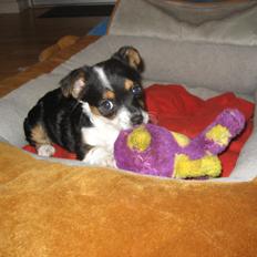 Chihuahua /Jack russell Frida R.I.P