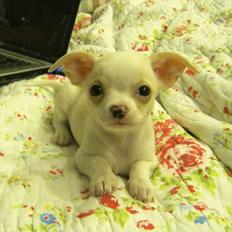 Chihuahua Dee Kay Excellent Eja (Minnie)