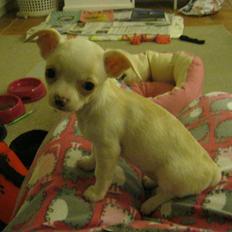 Chihuahua Dee Kay Excellent Eja (Minnie)