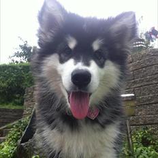 Alaskan malamute Coco Bear