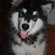 Alaskan malamute Coco Bear