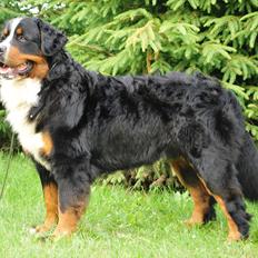 Berner sennenhund Harthin's Kashmir