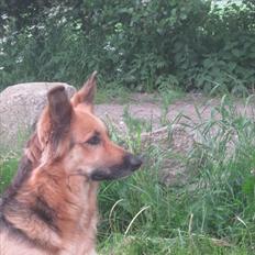 Blanding af racer shila(2003-2008)