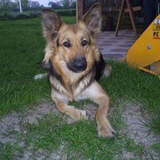 Blanding af racer shila(2003-2008)