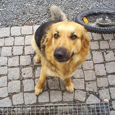 Blanding af racer shila(2003-2008)