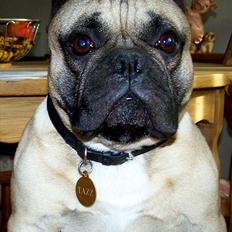 Fransk bulldog Tazz