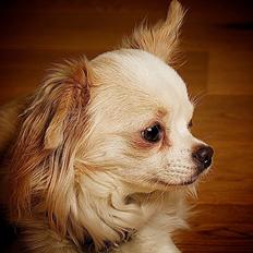 Chihuahua Diva Aka Pølsen