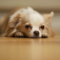 Chihuahua Diva Aka Pølsen