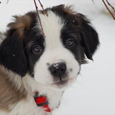 Sankt bernhardshund Bertha