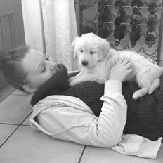 Golden retriever Simba