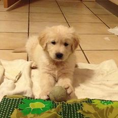 Golden retriever Simba