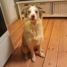Border collie Flow