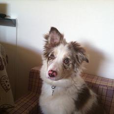 Border collie Flow