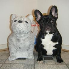 Fransk bulldog Liva
