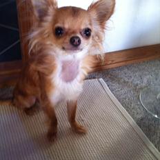 Chihuahua Loui (sir be magic)
