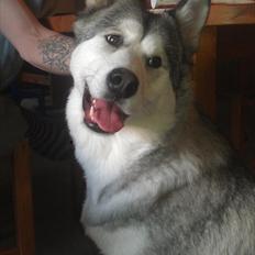 Blanding af racer .Shady