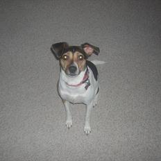 Dansk svensk gaardhund Molly