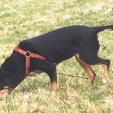 Entlebucher sennenhund Evy