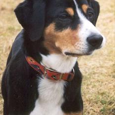 Entlebucher sennenhund Evy