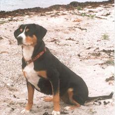 Entlebucher sennenhund Evy