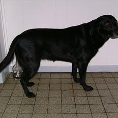 Labrador retriever Bella