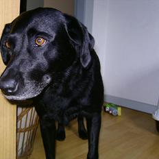 Labrador retriever Bella