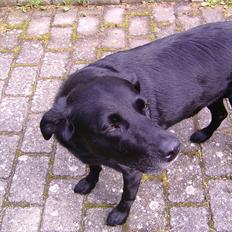 Labrador retriever Bella