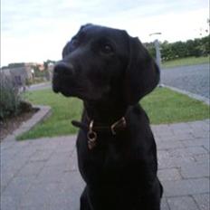 Labrador retriever MESSI