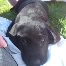 Labrador retriever MESSI
