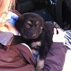 Blanding af racer Baltazar