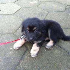 Blanding af racer Baltazar