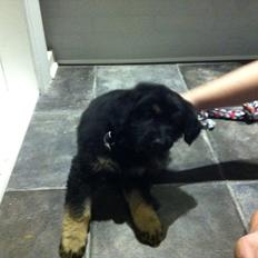 Blanding af racer Baltazar