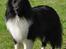 Shetland sheepdog Dixie