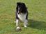 Shetland sheepdog Dixie