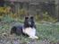 Shetland sheepdog Dixie