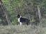 Shetland sheepdog Dixie