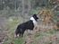 Shetland sheepdog Dixie