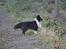Shetland sheepdog Dixie