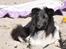 Shetland sheepdog Dixie