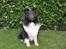 Shetland sheepdog Dixie