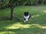 Shetland sheepdog Dixie