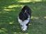 Shetland sheepdog Dixie