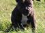 Staffordshire bull terrier Indra - Det bedste jeg ved ,er at løbe rundt , og være i fuld hopla !