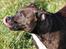 Staffordshire bull terrier Indra - Kys til jer allesammen <3