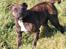 Staffordshire bull terrier Indra - Her har Jeg lige rystet mig ,. Hihi sikke et ansigtsudtryk ;-D