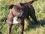 Staffordshire bull terrier Indra - Hej allesammen . Velkommen til min profil, Jeg hedder Indra .