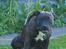 Staffordshire bull terrier Indra - hihi, en lille tisse-pause skal der jo til ;-)