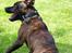 Staffordshire bull terrier Indra - I leg med min hunde veninde Adira.
- hun er så skøn.