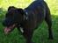 Staffordshire bull terrier Indra - Jeg elsker at lege med mine hunde venner <3
